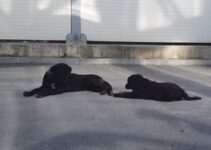 Heartbroken Mom Dog And Her Puppy Dumped At The Parking Lot Finally Get A Second Chance