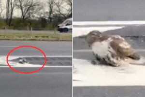 No One Wanted To Help This Mystery Animal But Then Somebody Amazing Decided To Step In