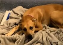 Heartbroken Pup Who Was Returned To The Shelter For The Second Time Thinks That It Is All Her Fault