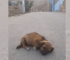 Tiny Dog Found Completely Defenseless In The Middle Of The Street After Her Owner Abandoned Her