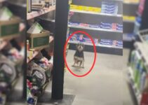Man Shocked To Discover A Homeless Pup Jumping Around The Store With Joy
