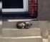 Tiny, Scared Dog Falls Asleep On Family’s Porch, Then Comes A Miracle