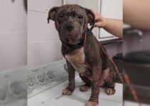 People Shocked To Learn The Real Breed Of A Rescue Dog Found In Terrible Condition