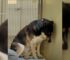 Heartbroken Dog Returned Back To The Shelter Keeps Staring At The Wall With The Saddest Eyes