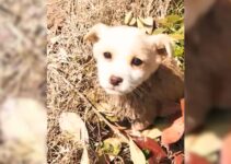Kind Man Discovers An Abandoned Puppy In Mud And Immediately Jumps Into Action