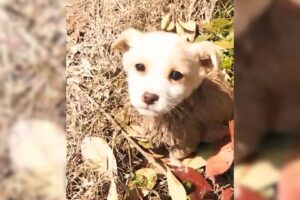 Kind Man Discovers An Abandoned Puppy In Mud And Immediately Jumps Into Action