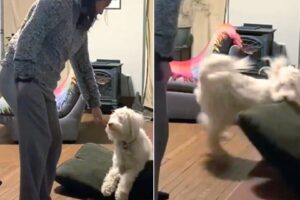 Blind And Deaf Dog Can’t Hide Happiness After Reuniting With His Favorite Hooman