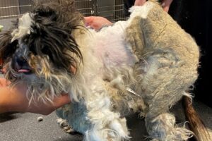 Rescuers Shocked To Learn The True Identity Of A Matted Animal Found In Poor Condition