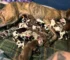 Amazing Great Dane Momma Gives Birth To One Of The Largest Litters You’ve Ever Seen