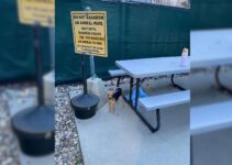 Hooman Left Heartbroken When They Discover A Tiny Animal Tied To Shelter’s ‘Do Not Abandon Animals’ Sign