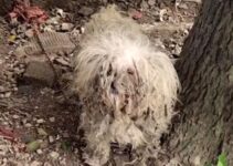 The Abandoned Dog Who Was Left Chained In The Garden Begs Her Rescuers For Help With Tearful Eyes