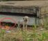 Woman Finds A Furry Family Living Under A Concrete Slab, Then Discovers Something Heartbreaking