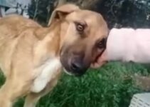 Starving Dog Who Desperately Needed Help Begged His Rescuer To Save Him