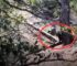 Hiker Left Speechless When He Discovers The True Identity Of The Mysterious Animal Staring Him Down