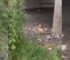 Rescuers Received A Call About A Seriously Injured Dog Lying Under A Bridge So They Went To Help