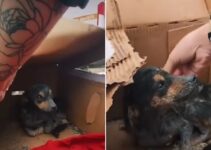 Tiny Abandoned Dog Found Hiding From The Rain In A Small Cardboard Box Now Has A Comfy Home