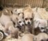 A Good Soul Rescues An Adorable Mama Dog And Her 8 Puppies Who Were Dumped Behind A Gas Station