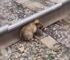 Rescuers Who Saved A Three-Week-Old Puppy From A Dangerous Railway Decided To Not Stop There