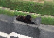 Rescuers Were Driving When They Suddenly Noticed Something Furry Lying Near The Road
