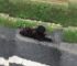 Rescuers Were Driving When They Suddenly Noticed Something Furry Lying Near The Road