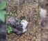 Heartbroken Pittie Tried To Comfort Herself By Curling Up In A Ball After Being Dumped In A Dark Forest