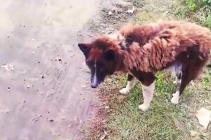 A Loyal Pup Dumped On A Road Kept Waiting For Her Owner With Eyes Filled With Longing