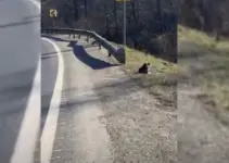 Woman Hears Mysterious Howling Sounds By The Road And Decides To Investigate