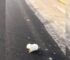 A Week-Old Puppy Lied Helplessly In The Middle Of The Road, Unaware Of Danger She Was In